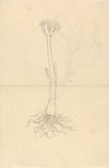 Scadoxus Puniceus