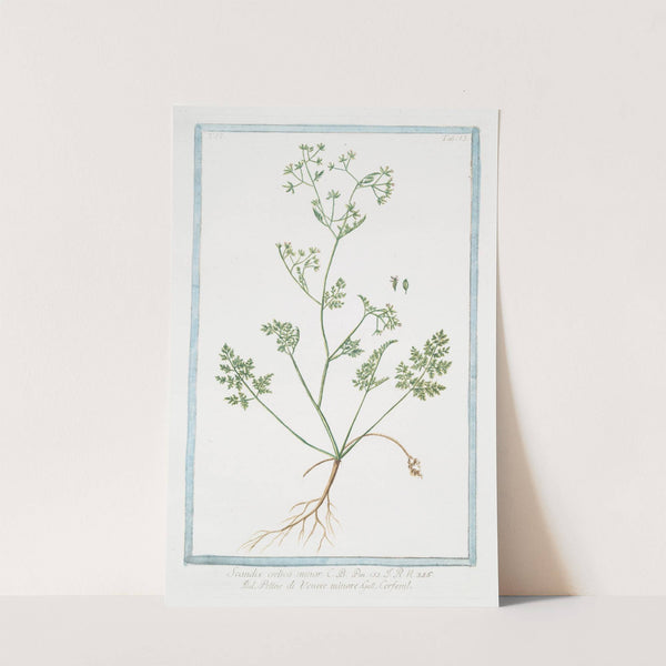 Scandix, crelica minor - Petine di Venere minore - Cerfeuil. (Chervil) by Giorgio Bonelli