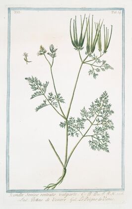 Scandix, semine, rostrato vulgaris – Pettine di Venere – Le Peigne de Venus. (Venus’s needle)