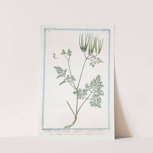 Scandix, semine, rostrato vulgaris - Pettine di Venere - Le Peigne de Venus. (Venus&#039;s needle) by Giorgio Bonelli