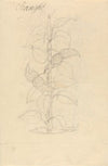 Scangho