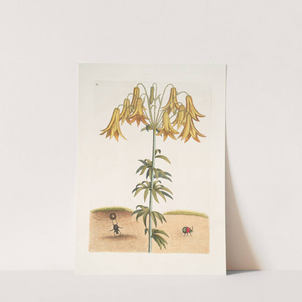 Scarabæus pilularis Americanus, The Tumble-Turds; Lilium &amp;c. by Mark Catesby