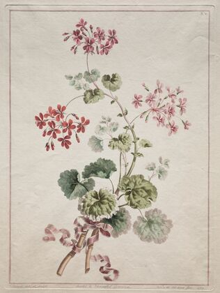 Scarlet and Variegated Geranium (1801)