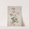 Scarlet and Variegated Geranium (1801) by John Edwards