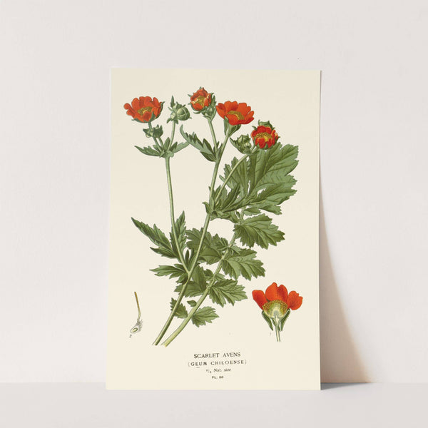 Scarlet Avens (1896-1897) by Edward Step