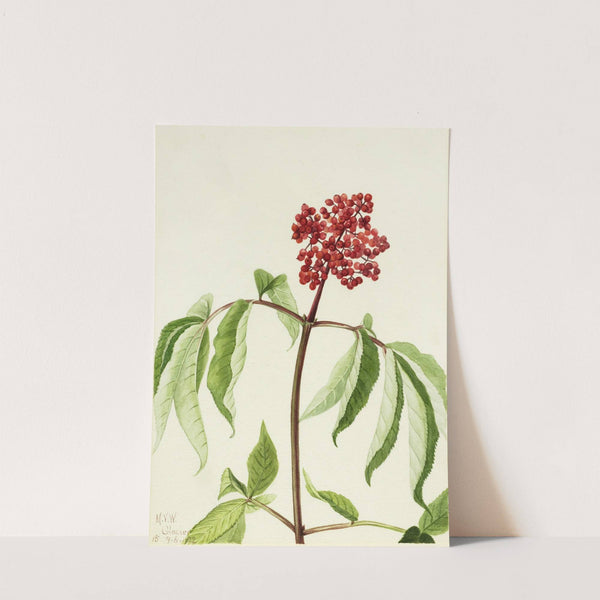 Scarlet Elder (Sambucus pubens) (1922) by Mary Vaux Walcott