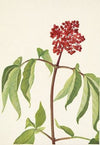 Untitled (1874)