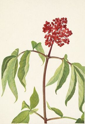 Untitled (1874)