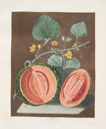Scarlet flesh rock melon. (1812)