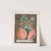 Scarlet flesh rock melon. (1812) by George Brookshaw