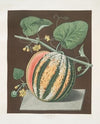 Scarlet flesh Romana melon. (1812)
