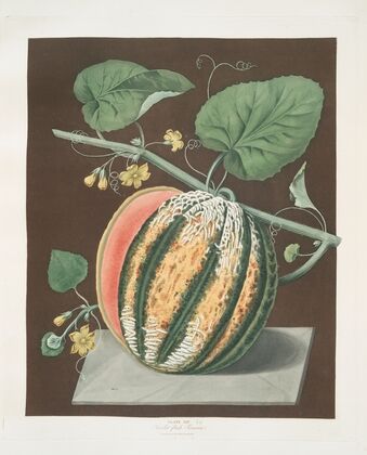 Scarlet flesh Romana melon. (1812)