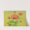 Scarlet Geranium by Lafayette F. Cargill