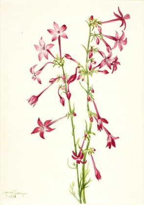 Scarlet Gilia (Gilia aggregata) (1935)