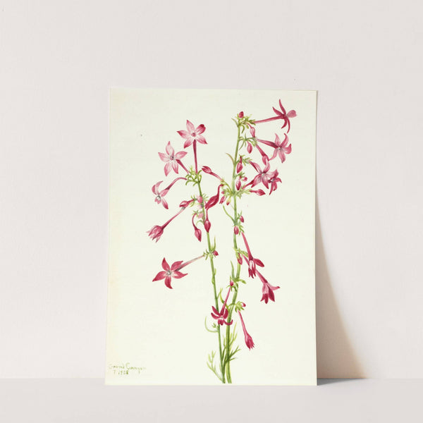 Scarlet Gilia (Gilia aggregata) (1935) by Mary Vaux Walcott