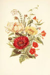 Scarlet Ipomcea, Honeysuckle, White Heath, Sweet Sultan