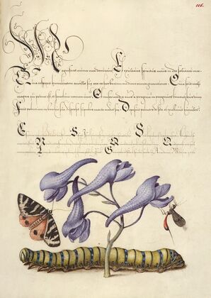 Scarlet Tiger-Moth, Larkspur, Insect, and Caterpillar (1561–1596)