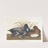 Scaup duck by John James Audubon