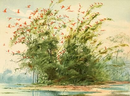 Scena de um ninhal de Guarás (Ibis rubra) na costa altantica da Ilha de Marajó