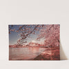 Scenically Yours, Tidal basin at cherry blossom time, Washington, DC by U.S. Information Agency