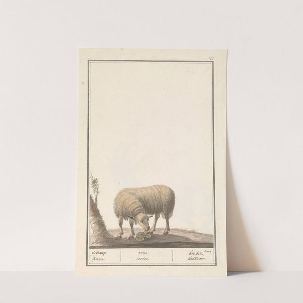 Schaap (Ovis aries) schaep. Ram. ovus. aries. brebis. bellier. (1596-1610) by Anselmus Boëtius de Boodt