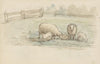 Schapen in een weide