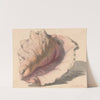 Schelp by Maurits van der Valk