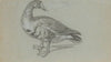 Schets van een opgezette eend