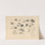 Schetsblad met diverse hondenstudies by August Allebé