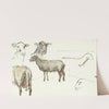 Schetsen van schapen by Sientje Mesdag Van Houten