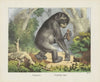 Schimpanse (1829-1880)
