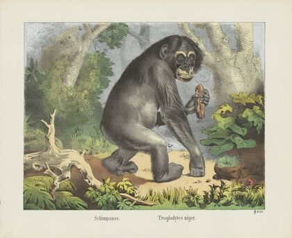Schimpanse (1829-1880)