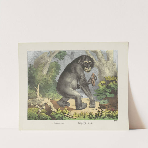 Schimpanse (1829-1880) by Joseph Scholz