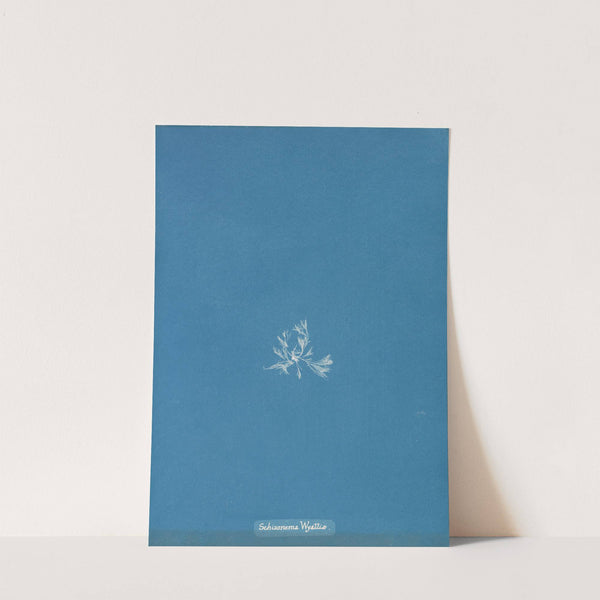 Schizonema Wyattiae by Anna Atkins