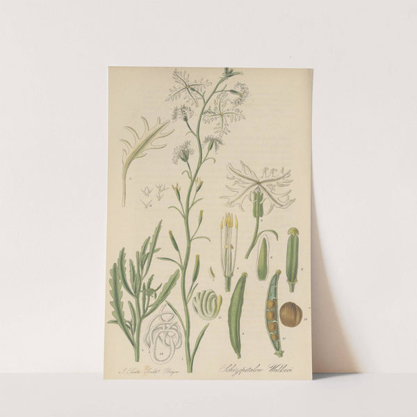 Schizopetalon Walkeri by William Jackson Hooker