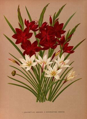 Schizostylis Coccinea. 2 . Zephyranthes Candida (1872-1881)