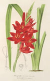 Schizostylis coccinea W. H. Harvey
