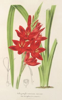 Schizostylis coccinea W. H. Harvey