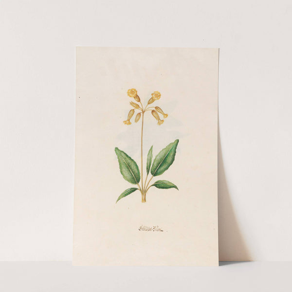 Schlüssel=Blüm (1692) by Magdelena Rosina Funck