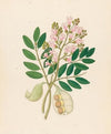 Schotia Nov. Sp. [Schotia latifolia]