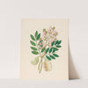 Schotia Nov. Sp. [Schotia latifolia] by Clemenz Heinrich Wehdemann