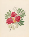 Schotia speciosa [Schotia afra]