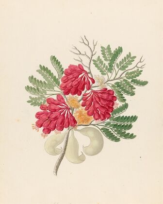 Schotia speciosa [Schotia afra]