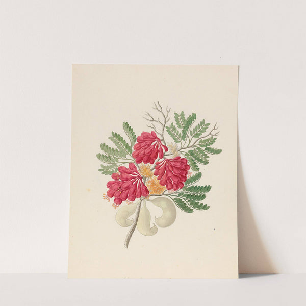 Schotia speciosa [Schotia afra] by Clemenz Heinrich Wehdemann
