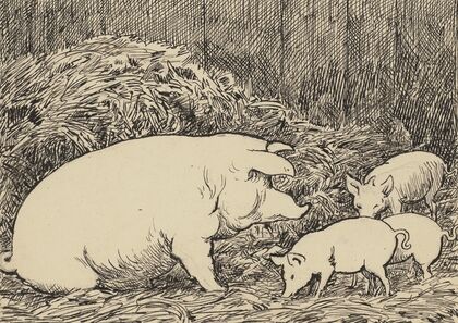 Schwein (ca 1905)