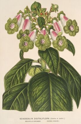 Sciadocalyx digitaliflora