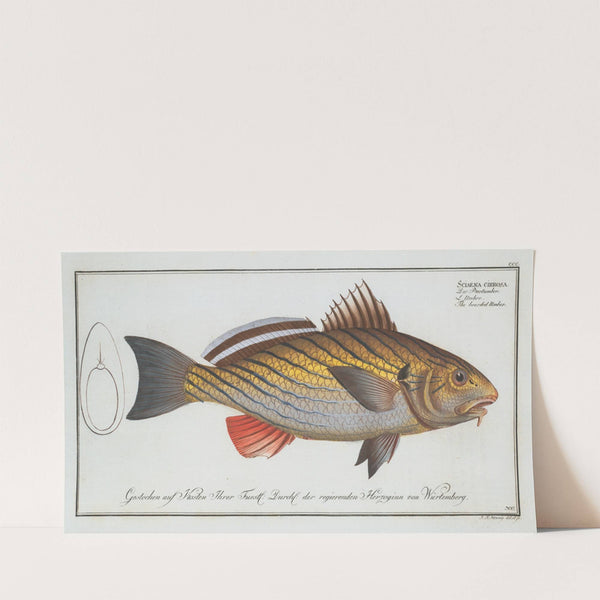 Sciaena cirrosa, The bearded Umber. (1785-1797) by Marcus Elieser Bloch