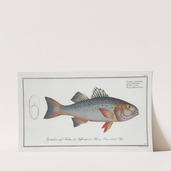 Sciaena punctata, The punctulated Umber. (1785-1797) by Marcus Elieser Bloch