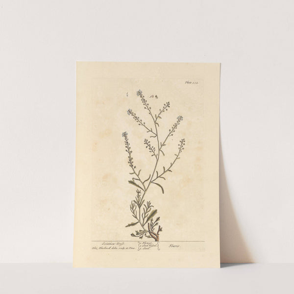 Sciatica cress by Elizabeth Blackwell