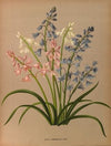 Scilla Campanulata Varr. (1872-1881)